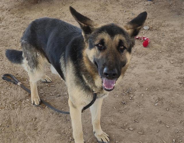 DANIEL - German Shepherd Dog available for adoption