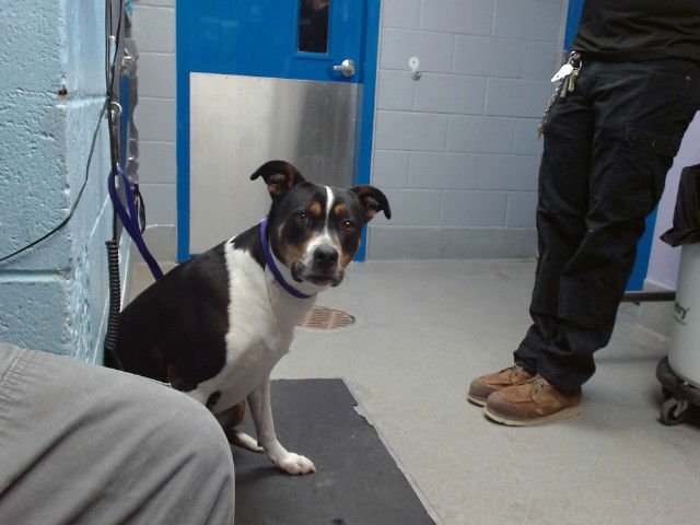 FLUFF - American Pit Bull Terrier available for adoption