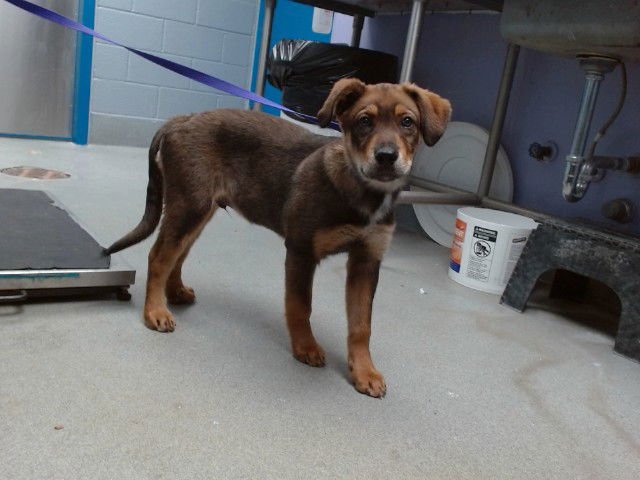 OMRI - German Shepherd Dog available for adoption