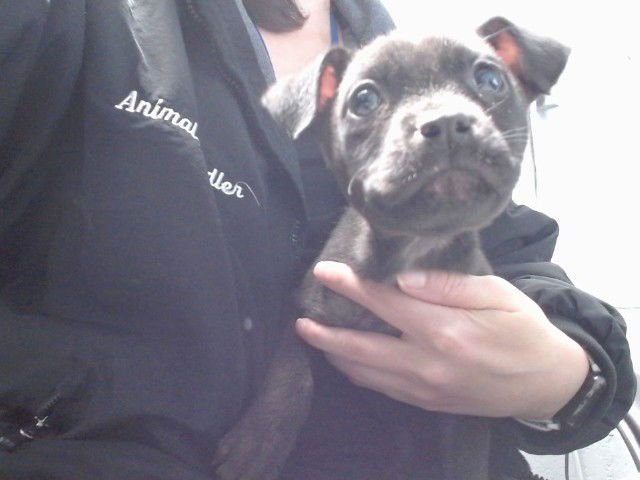 DARLA - Labrador Retriever available for adoption