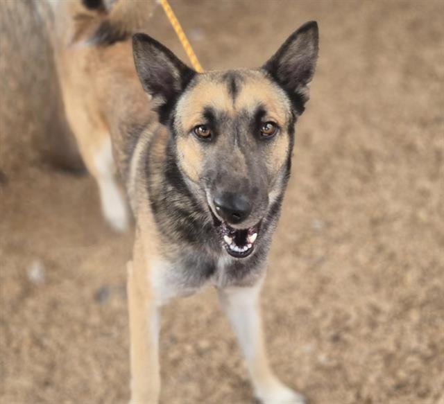 MANGO - Belgian Shepherd Malinois available for adoption