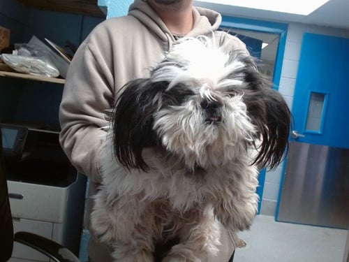 MAX - Shih Tzu available for adoption