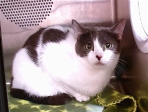 MARLA - Domestic Short Hair available for adoption