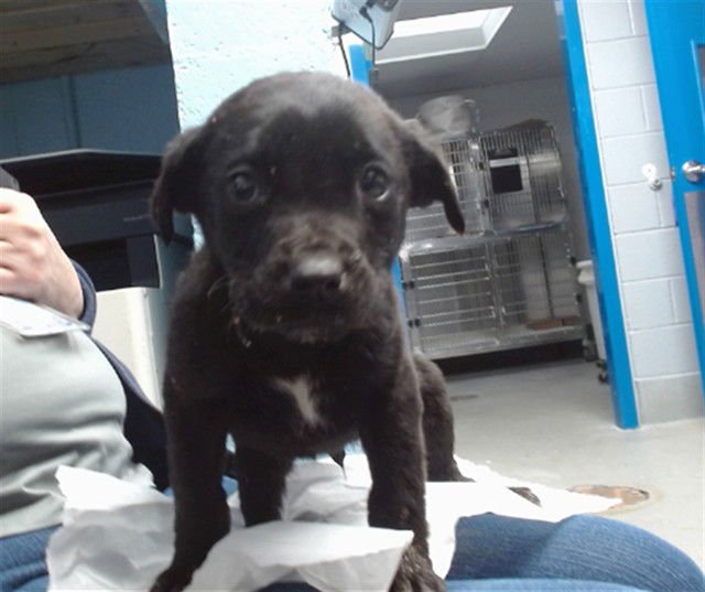 DUSTIN - Labrador Retriever available for adoption