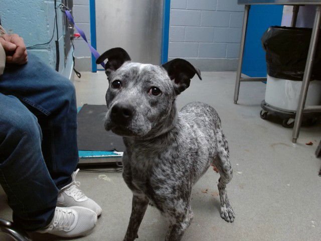 SCOUT - American Pit Bull Terrier available for adoption