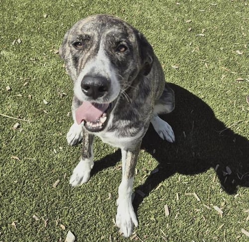 WHISPERS - American Pit Bull Terrier available for adoption