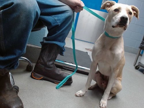 SHILOH - Labrador Retriever available for adoption