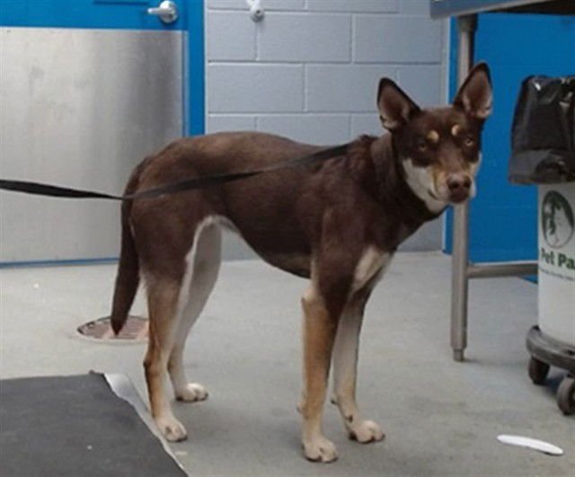 HONEY - Husky available for adoption