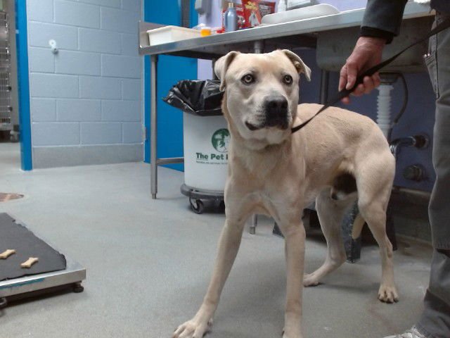 BLUE - American Pit Bull Terrier available for adoption