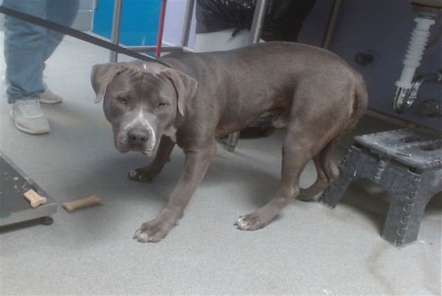 COLT - American Bulldog available for adoption