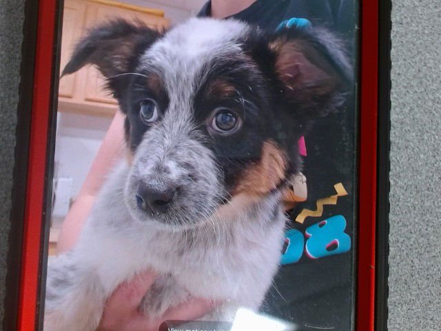 PIPER - Border Collie available for adoption