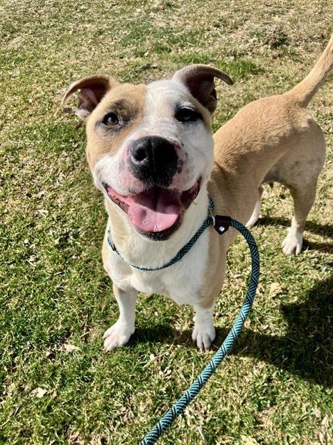 LUCY - American Pit Bull Terrier available for adoption