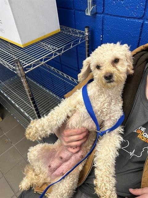 SABRINA - Poodle (Toy) available for adoption