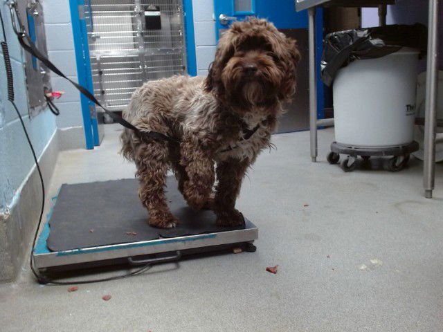 TANK - Poodle (Miniature) available for adoption