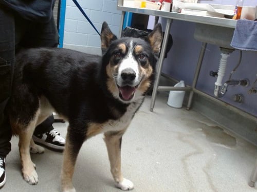 HUNTER - German Shepherd Dog available for adoption