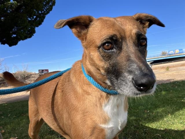 LUNA - Labrador Retriever available for adoption