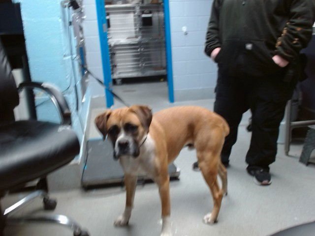 MILO - Boxer available for adoption