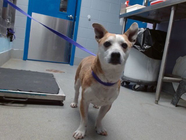TOBY - Cardigan Welsh Corgi available for adoption