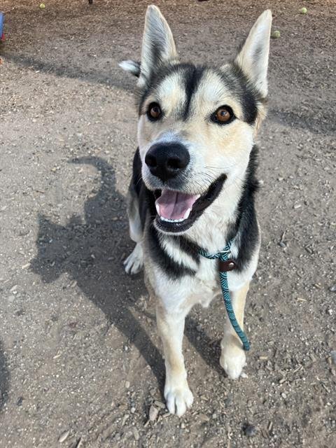COPPER - German Shepherd Dog available for adoption