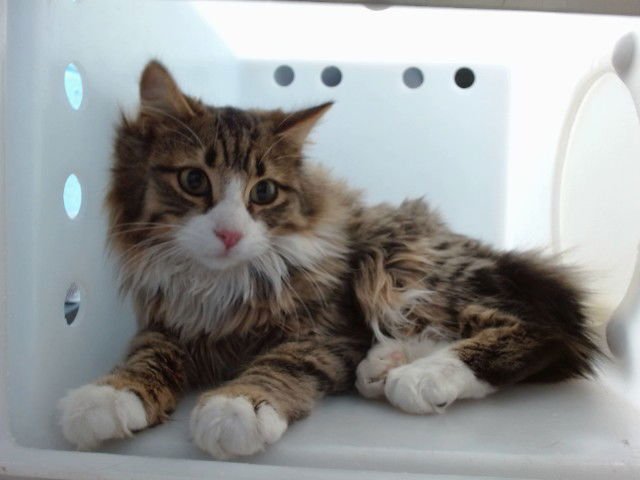 Q-BERT - Domestic Long Hair available for adoption