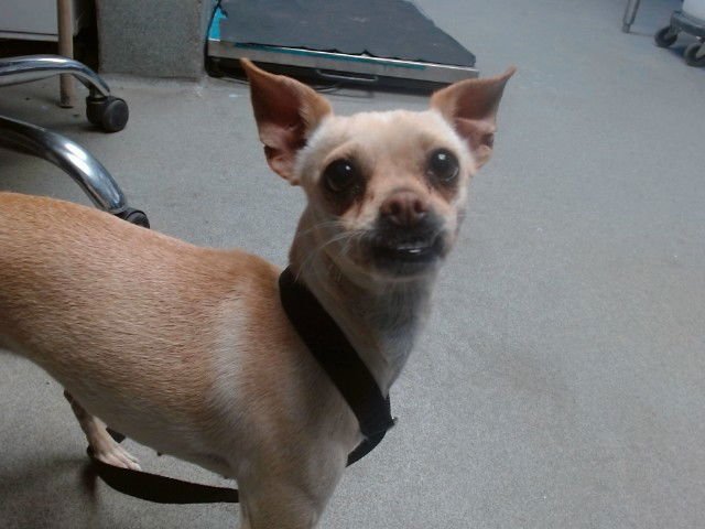 BEE BEE - Chihuahua available for adoption