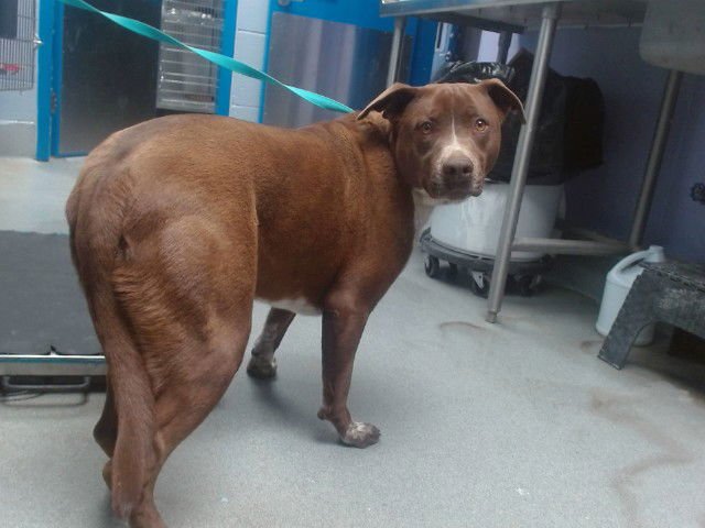 GEOFFREY - American Pit Bull Terrier available for adoption