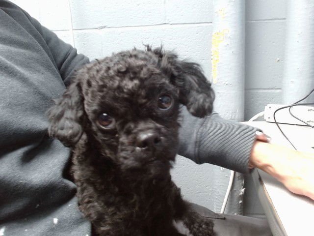 VALENTINO - Poodle (Toy) available for adoption