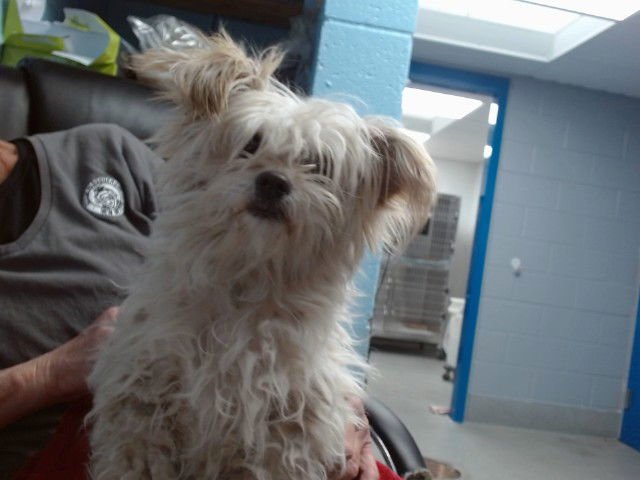 STICKIE - Maltese available for adoption