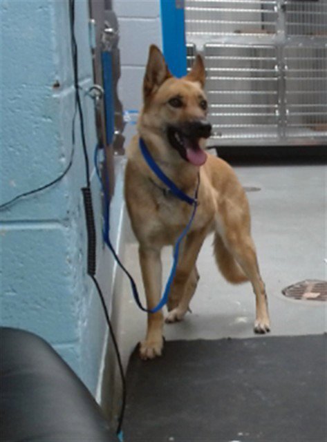 WINRY - German Shepherd Dog available for adoption