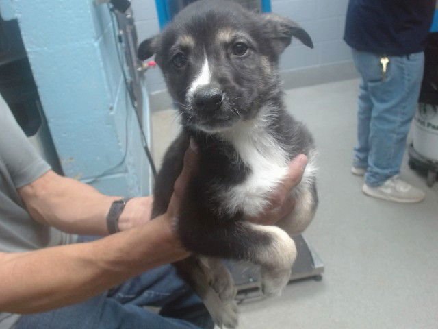 BECK - Collie available for adoption