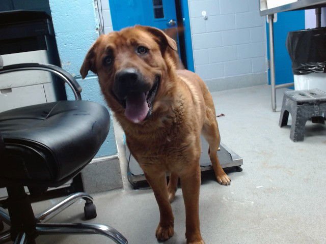 REDDY - Golden Retriever available for adoption