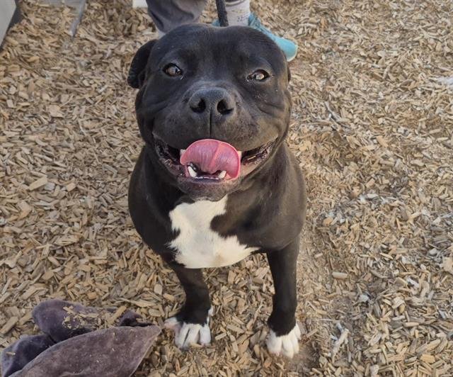 HOSS - American Bulldog available for adoption