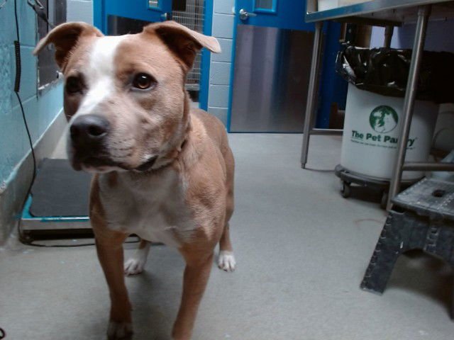 PRETTY GIRL - American Pit Bull Terrier available for adoption