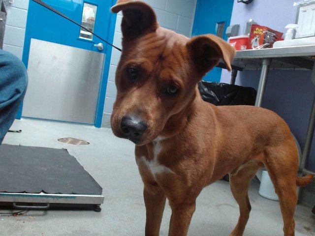 POLO - Labrador Retriever available for adoption