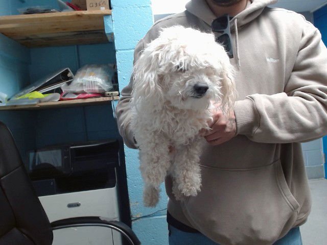 HANNITY - Poodle (Miniature) / Shih Tzu available for adoption