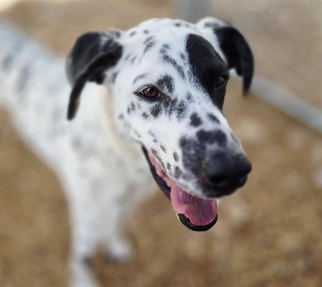 RUPERT - Dalmatian available for adoption