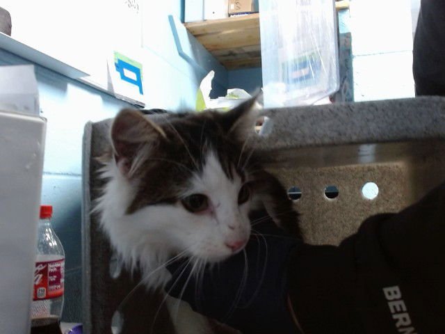 PETER PAN - Domestic Long Hair available for adoption