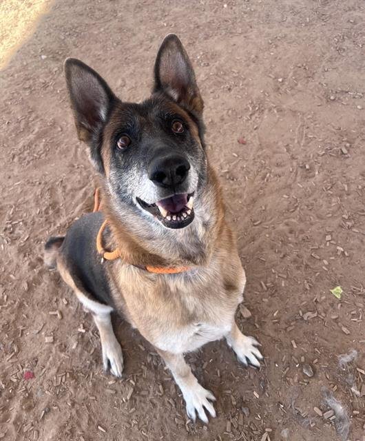 NOVA - German Shepherd Dog available for adoption