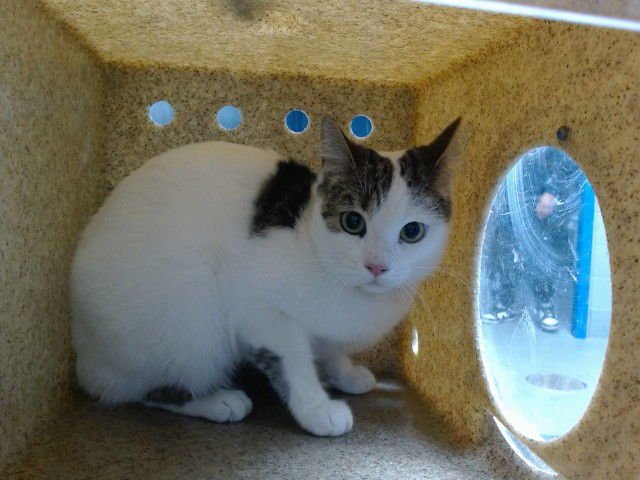 SUKI - Domestic Short Hair available for adoption