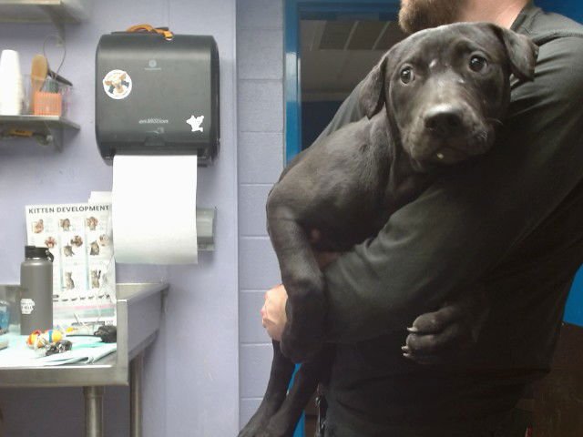 CINDY - American Pit Bull Terrier available for adoption