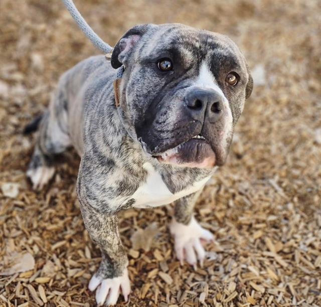 SALVADOR - Bulldog available for adoption