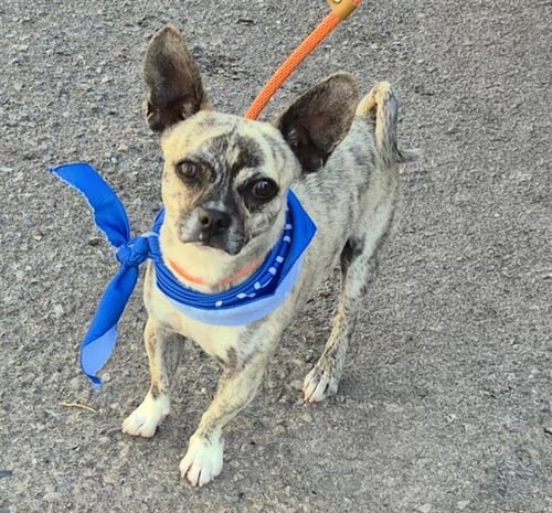 ELMER - Chihuahua available for adoption