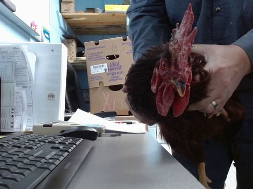 CHARLIE - Chicken available for adoption