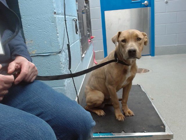 FINN - American Pit Bull Terrier available for adoption