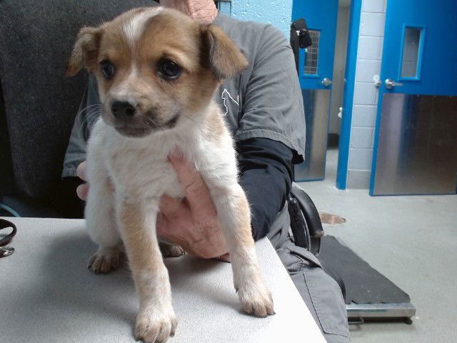 BARBIE - Australian Cattle Dog/Blue Heeler available for adoption