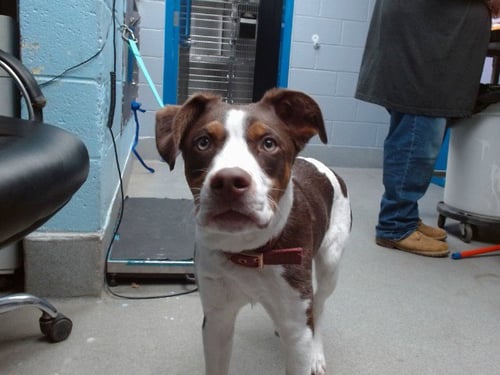 PIPER - Pointer available for adoption