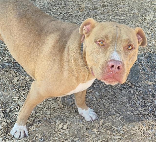 DJ - American Pit Bull Terrier available for adoption