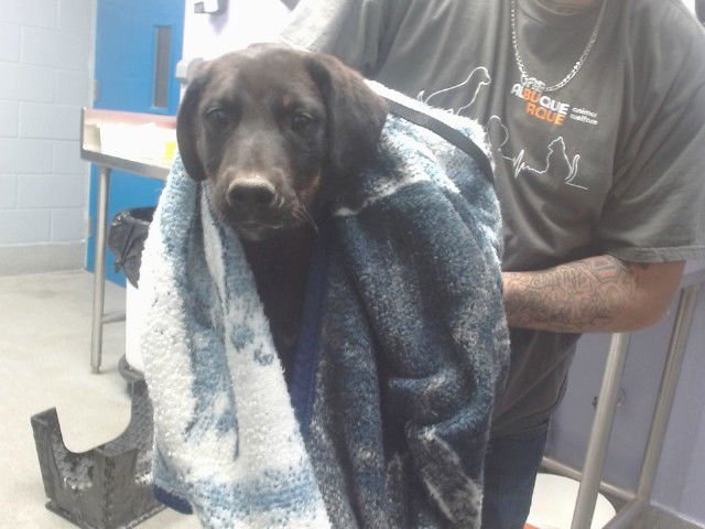 CODY - German Shepherd Dog available for adoption