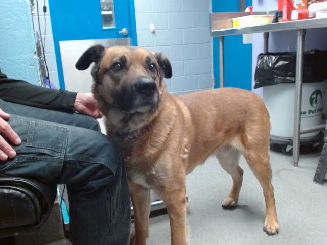 DARWIN - German Shepherd Dog available for adoption