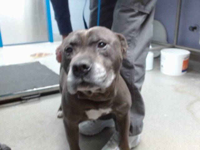 TIMOTHY - American Pit Bull Terrier available for adoption